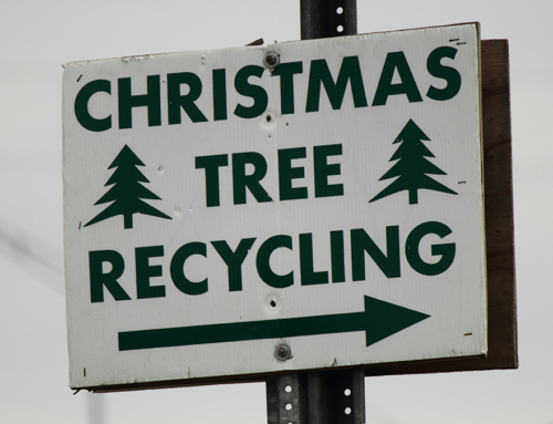 How To Recycle Your Christmas Tree