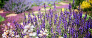 A beautiful background photo of purple Woodland Sage for the testimonials to go on.