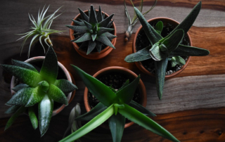 succulents-post-feature-image