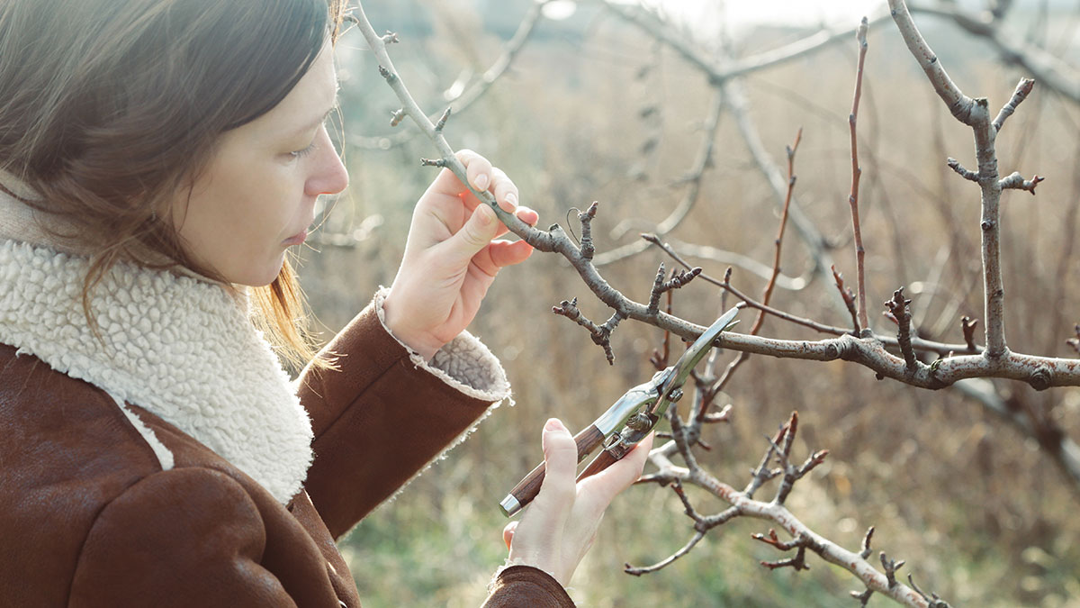 winter-pruning-post-feature-image