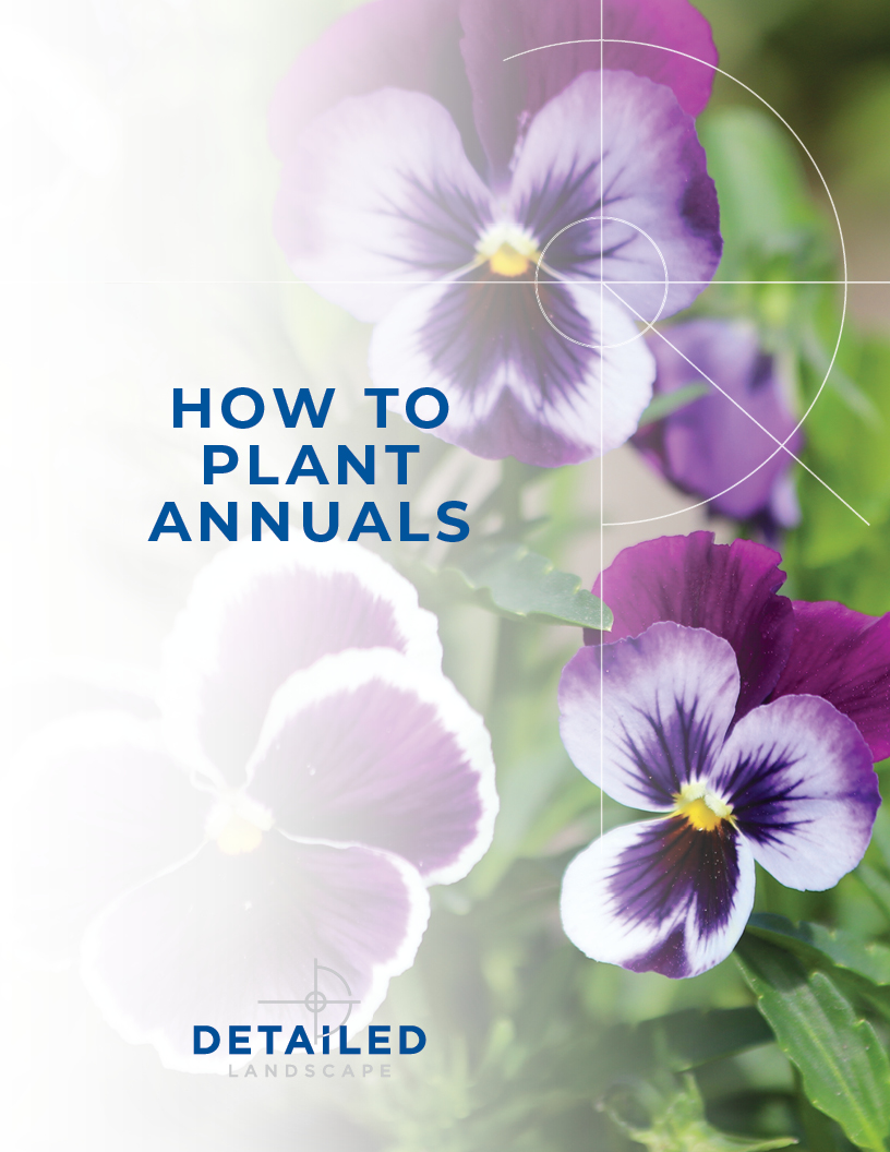 How to Plant Annuals Cover