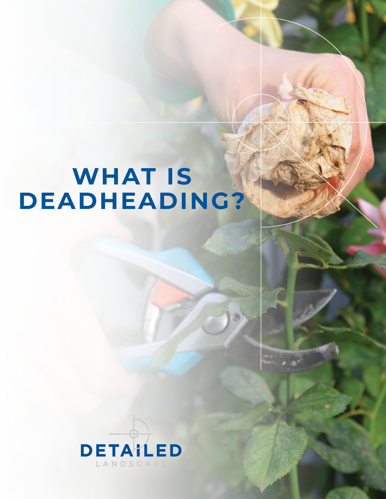 What is Deadheading Cover