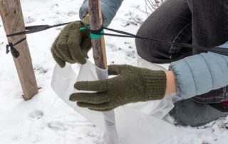 A person wrapping a small tree in winter.