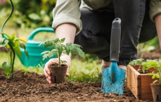 A person gardening and planting plants in a garden