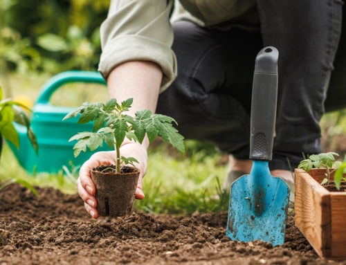 Troubleshooting Planting Problems in Northern Colorado