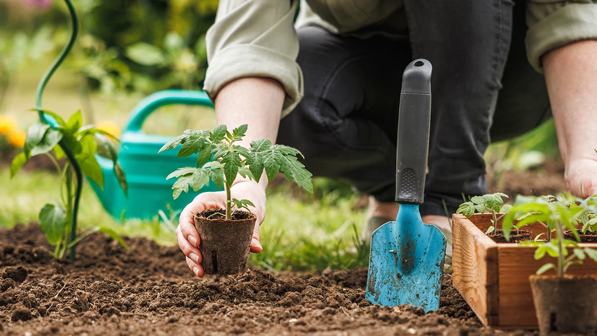 A person gardening and planting plants in a garden